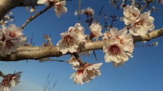 Prunus dulcis,sweet almond blooming,bajame e ëmbël e çelur(1)