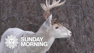 Nature: White deer