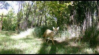 Wildlife at Wurlitzer fall 2024 - Aline Homzy