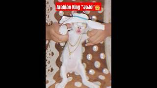 Cat tuku taka || Tukoh taka cat Dance || CRAZY CAT "ZOZO" || Funny short 2023 || Funny Cat video ||