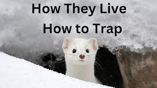 Ermine - Weasel Facts! How They Live & How to Trap!