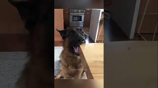 dogs being cute part 195 #cutegolden #funny #funnypets #pets #petvideos #cute #funnyanimals #animals