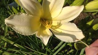 Taglilien, botanisch Hemerocallis, selber züchten.