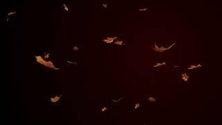 Video effect source Autumn leaves Falling    No Copyright video effect