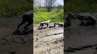 Greyhound expectation vs reality