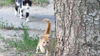 Father cat teaches the kitten to climb up a tree