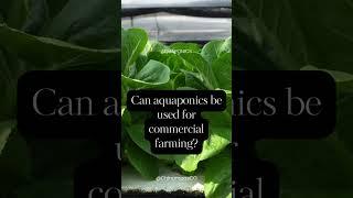 Aquaponics: The Trend That's Shaping the Future of Farming | Chinampas Farms