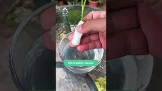 Tips for grafting rose branches#garden #greenrose #namrose