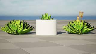 Spiral Aloe Plant 3D animation with unreal