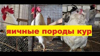 Породы кур Леггорн, Брекель, Амераукана. Egg breeds of hens Leggorn, Brekel silvery, Ameraukana