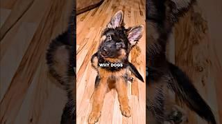 Why Dogs Spin In Circles