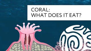 Coral: What Does it Eat?