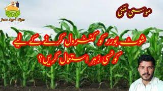 How to control shoot Borar in maize crop || Jutt agri tips