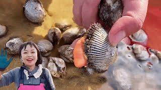 Xiao Zhang rushed to the sea to pick up clams, and the beach was piled with clams!