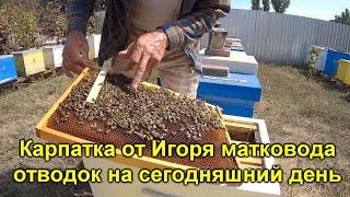 Карпатка от Игоря матковода