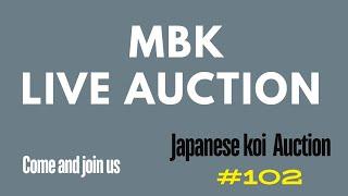 Live Japanese koi auction #102