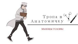 Миология. Мышцы головы