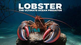Lobster - The Ultimate Ocean Predator | Wild Wonders TV