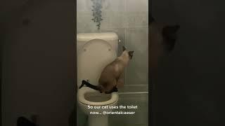سيامي يقضي حاجته في مرحاض | Pipi siamois dans les toilettes  #shorts