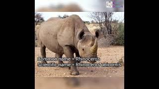 Scientific name of Rhinoceros