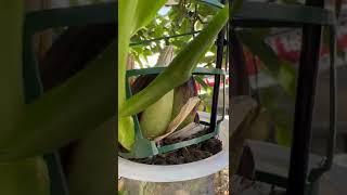 Oncidium Growing Well In The Shaded Area | Summer Time