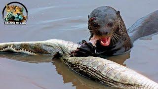 They hunt the Caimans and fight the Jaguars! Giant otters - ferocious brazilian bandits!