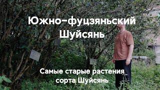 Южно-фуцзяньский Шуйсянь. Самые старые растения Шуйсянь (Лаоцун Шуйсянь).