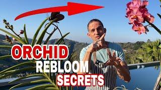 How to get Orchids to Rebloom