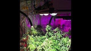 CXB3590 3500K+Meanwell+Dimmable+Ecospeed LED Grow Lights