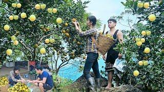 A single mother picks oranges on rocky mountains to sell to make a living