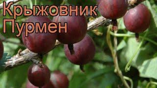 Крыжовник обыкновенная Пурмен (ribes grossularia)  обзор: как сажать, саженцы крыжовника Пурмен