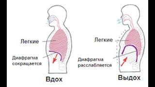 Кашель идущий из Диафрагмы