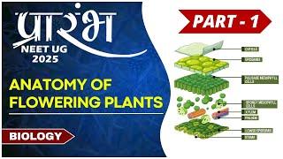 Anatomy of Flowering Plant | Part -1 |  DPD Ma'am  | NEET UG 2025 | #neet #biology #education