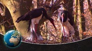 Black storks - returnees to German forests