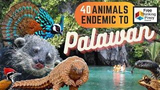 WILD PALAWAN | AMAZING ANIMALS AND BEAUTIFUL TOURIST SPOTS IN PALAWAN