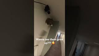 #BirdTube