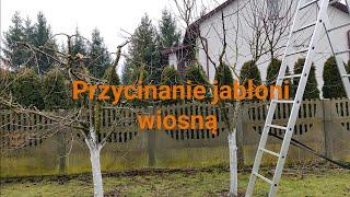 Przycinanie jabłoni wiosną