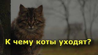 К чему коты уходят из дома и не возвращаются?