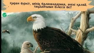 Қыран бүркіт, өзінің балапандарына, әкені қалай таңдайтынын білесіз бе?/Авторы: АРМИНЕ ВАНЯН