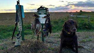 Epic Public Land Duck Hunt In A TINY Slough! (Solo Limit)