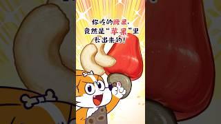 【小魔】你吃的腰果，竟然是“苹果”里长出来的！！#shorts