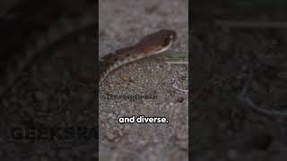 Serpent-Free Serenity: Exploring the Desert Wilderness | Geeks Parthiban
