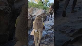 Watch the Hadzabe Tribe in Action: Baboon Hunt Adventure!
