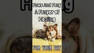  Paws And Pray | A Healing Prayer For Your Pet #dog #cat