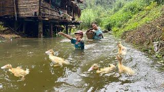 Saving ducklings from flood – Building a safe nest for ducks. The boy's warm gift touched Linda