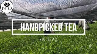 NIO TV #005: Handpicked Gyokuro Green Tea