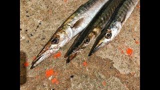 Barracuda Fishing In Greece...