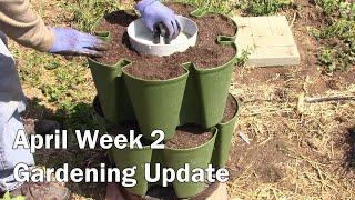 Gardening Update For April Week 2 - And Some Tomatoes We Are Growing