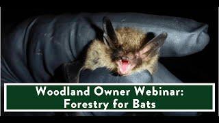 Woodland Owner Webinar: Forestry For Bats
