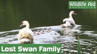 Stranded swan family in need of help